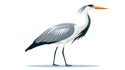 Obraz premium An isolated heron bird on a background of pristine white