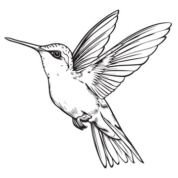 recommend clip art: Hummingbird in cartoon, doodle style . Image for t-shirt, web, mobile apps and ui. Isolated 2d vector illustration in logo, icon, sketch style, Eps 10, black and white. AI Generative