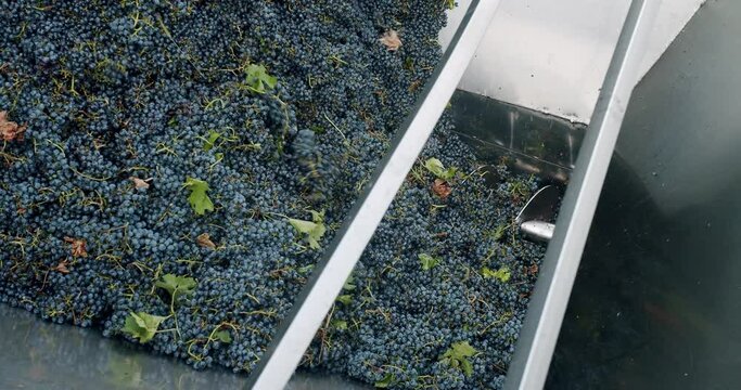 Making Wine At Winery Grape sheller at the work with red grapes. Stemmer crusher crushing grapes at a winery. Wine making process. Red grapes in the grape crusher machine.