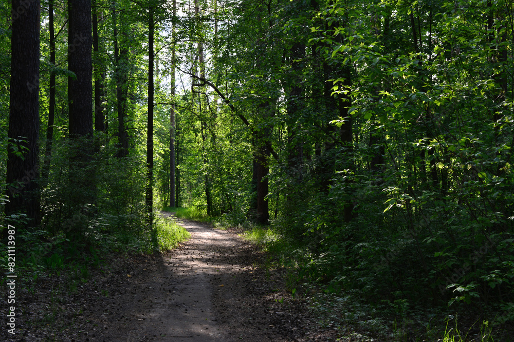 Wall mural a dirt road in the deep spruce forest with sunshine