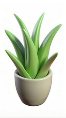 aloe vera plant