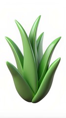 aloe vera plant