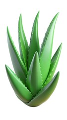 aloe vera plant