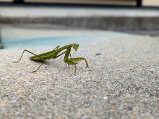 praying mantis on stone