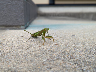 praying mantis on a rock