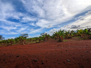 palm trees in the farm