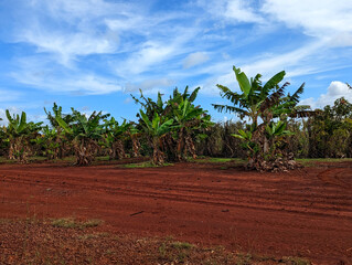 palm trees in the desert