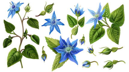 Set of borage elements, featuring star-shaped blue flowers, hairy leaves, and buds, known for their cucumber taste and use in cool drinks
