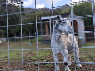 baby goat in a cage