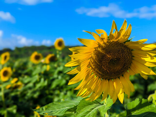 sunflower on a field