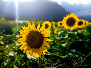 sunflower field in the summer
