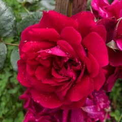 Red rose in the natur 