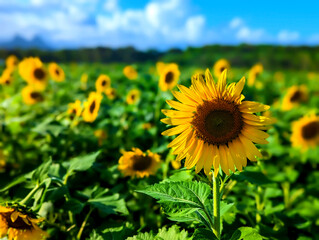 sunflower field with sky