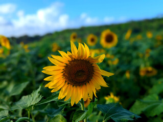 sunflower field in the summer
