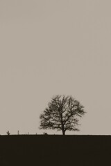 L'ARBRE