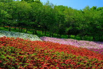 あつぎつつじの丘公園　満開のツツジ