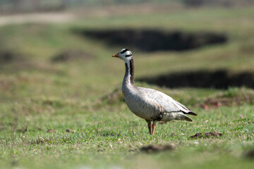 Bar-headed Goose is one of the world's highest-flying birds, known for the extreme altitudes it reaches when migrating across the Himalayas.