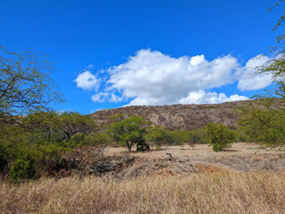 tree in the mountains