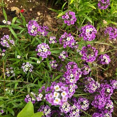 Obraz premium Alyssum , Lila flowers 