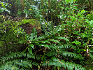 green fern in the forest