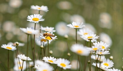 Fototapeta premium honey bee sitting on a flower chamomile blossom