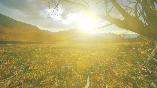4K UHD time lapse of death tree and drought disaster, dry yellow grass and soil at mountian landscape with clouds and sun rays. Climate change, global warming and ecology problem concept. Horizontal
