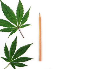 Fresh cannabis leaf or marijuana and a pencil on white background. Nature, medicine and research...