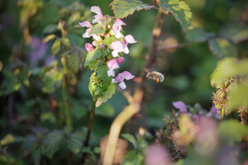 Small bee in flight among wild flowers