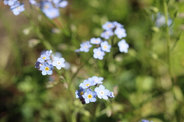 myosotis niezapominajka