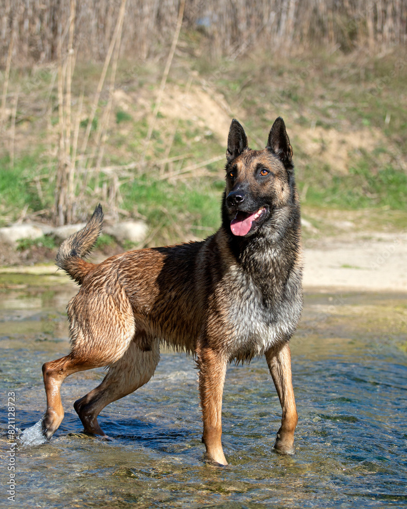 Wall mural malinois in the river