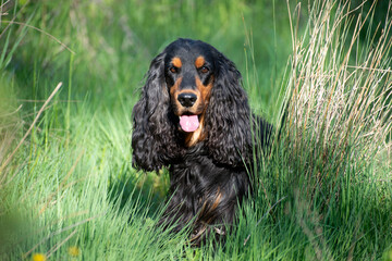 English Cocker Spaniel