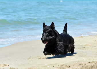 scottish terrier on the beach