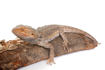 bearded dragons in studio