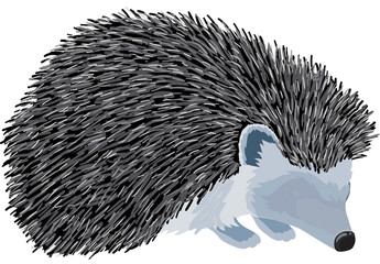 Hedgehog