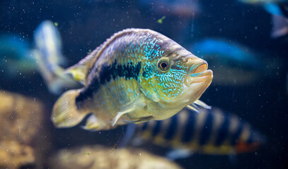 Detail of silver Firemouth cichlid fish.
