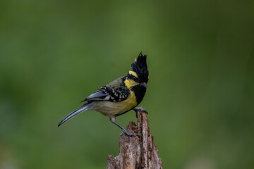 Himalayan Black-lored Tit close-up shot, Beautiful Bird close-up perched in log