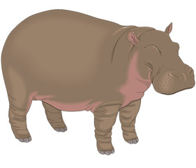 Hippo