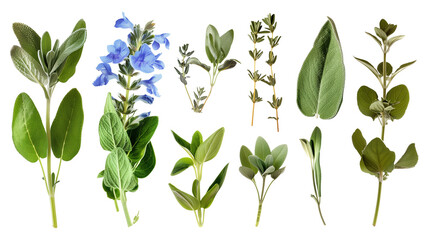 Set of sage elements, including blue flowers, woolly leaves, and fragrant stems, favored for culinary and ceremonial uses,