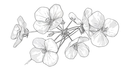 Common wood sorrel outlined botanical sketchy drawing