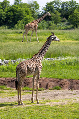 Masai and Reticulated Giraffes on Savannah