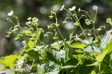 Wild strawberry growing berries and white flowers in sunny summer day.