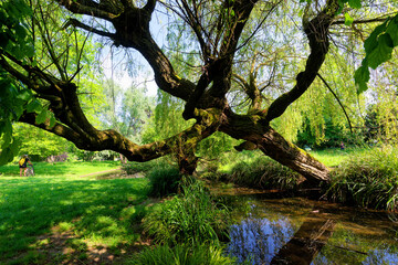 The Gravelle stream in the Vincennes wood