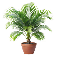 palm tree isolated on white