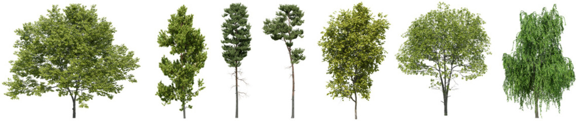 Obraz premium Collection of realistic large woods trees with isolated on transparent background. PNG file, 3D rendering illustration, Clip art and cut out