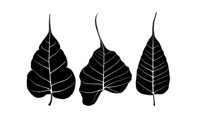 Bodhi leaves, hand drawn leaf of bodhi, holy leaves collection, beautiful and unique leaves, big leaf collection, printable leaves, unique leaf silhouette vector set