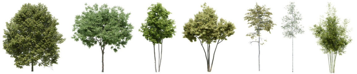 Collection of realistic woods trees with isolated on transparent background. PNG file, 3D rendering illustration, Clip art and cut out