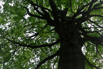 Beautiful details of fagus sylvatica