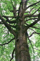 Beautiful details of fagus sylvatica