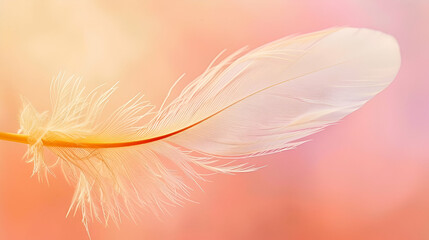 Delicate pink and white feather floating in a soft pink background.