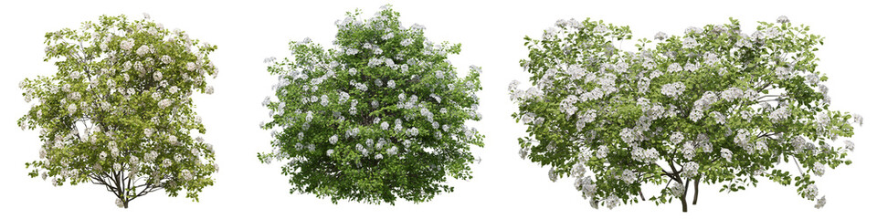 Set of Spiraea Betulifolia plant , Flowers grown in the garden with isolated on transparent background. PNG file, 3D rendering illustration, Clip art and cut out